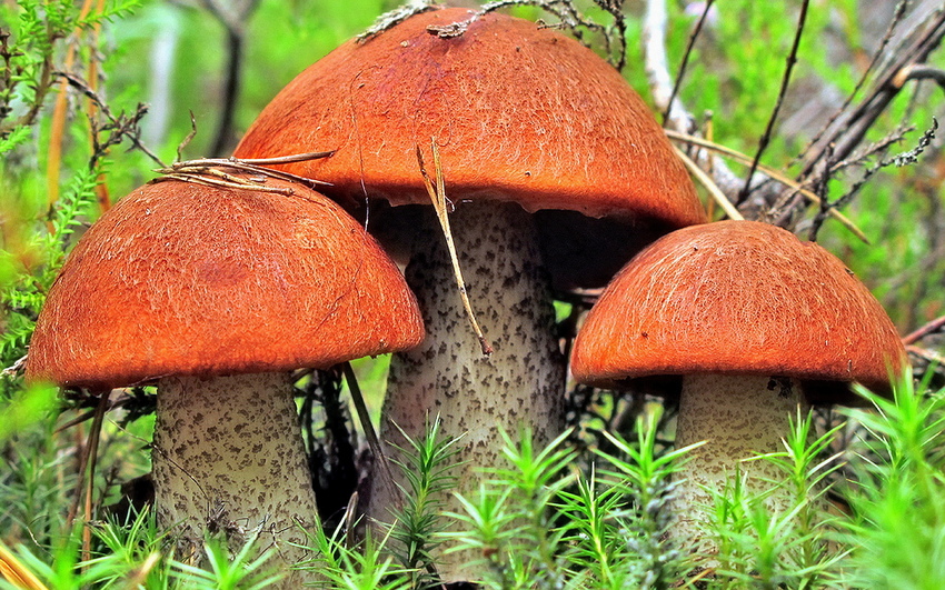 фото подосиновик, красный гриб
